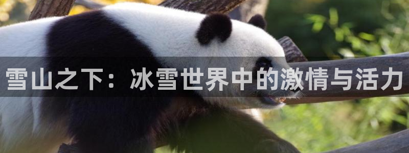 飞速体育苹果APP